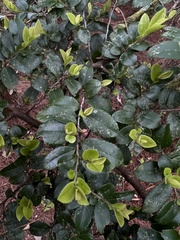 Eurya crenatifolia