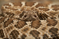 Crotalus oreganus oreganus