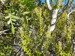 Phylica paniculata