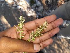 Phylica paniculata