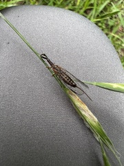 Xanthostigma