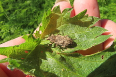 Asproparthenis punctiventris