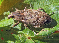 Asproparthenis punctiventris