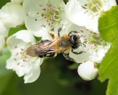 Andrena nitida
