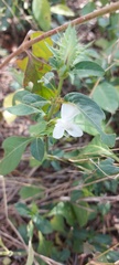 Barleria elegans