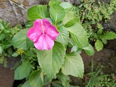 Impatiens walleriana