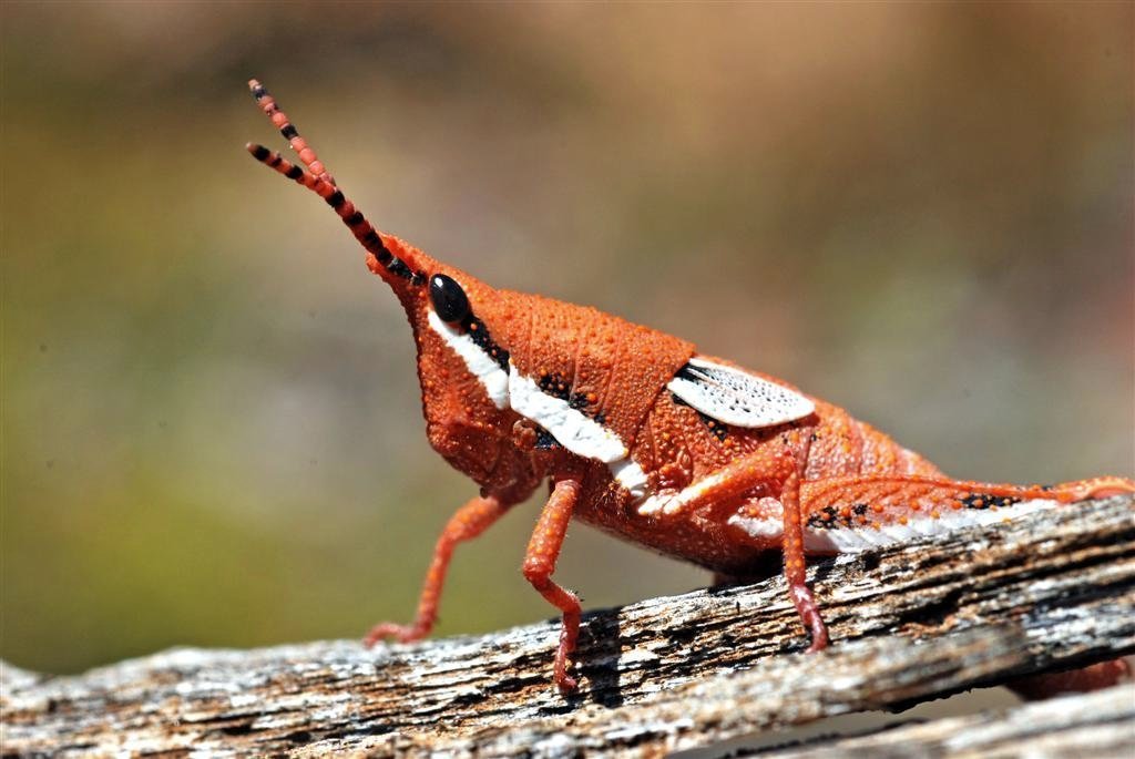 Pyrgomorphoidea