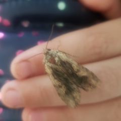 Lithophane hemina