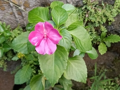 Impatiens walleriana