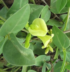 Macrotyloma axillare