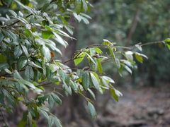 Diospyros saldanhae