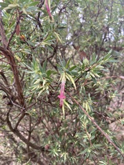 Styphelia triflora