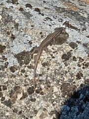Podarcis muralis