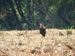 Caracara plancus