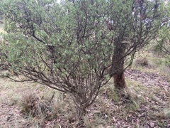 Styphelia triflora
