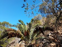 Encephalartos longifolius