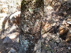 Encephalartos longifolius