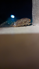 Dundubia