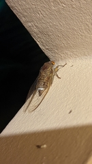 Dundubia