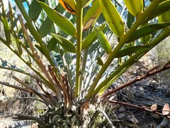 Encephalartos longifolius
