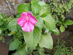 Impatiens walleriana