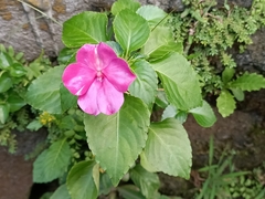 Impatiens walleriana
