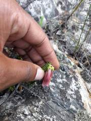 Erica diaphana