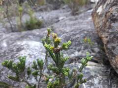 Erica diaphana