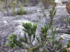 Erica diaphana