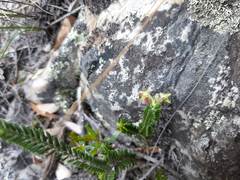 Erica diaphana