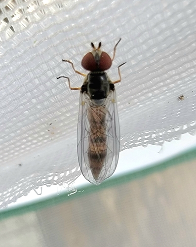Syrphidae image