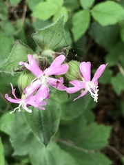Silene dioica