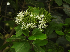 Pavetta indica