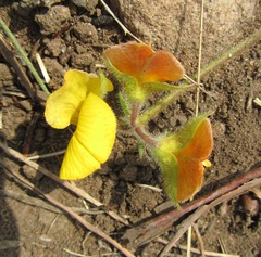 Argyrolobium tomentosum