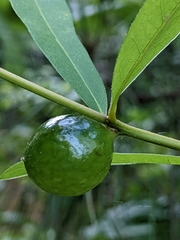 Amphibolips melanocera