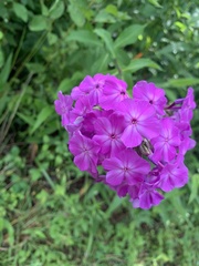 Phlox carolina
