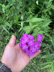 Phlox carolina