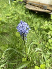 Hyacinthoides italica
