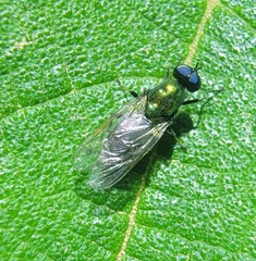 Prosopochrysa vitripennis