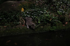 Prionailurus viverrinus