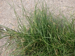 Juncus compressus