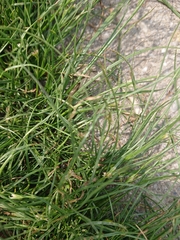 Juncus compressus