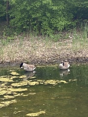 Branta canadensis
