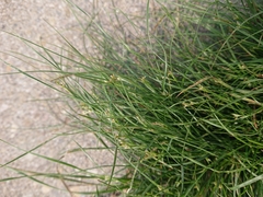 Juncus compressus
