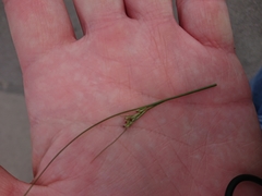 Juncus compressus