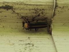 Podabrus flavicollis