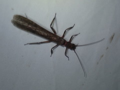Cosmioperla
