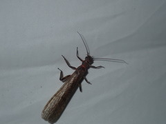 Cosmioperla