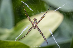 Argiope aemula
