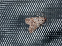Calathusa hypotherma